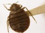 Canadian Bedbugs Carrying Super-Staph