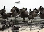 New York to Feed Geese to Homeless